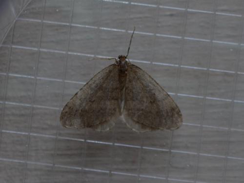 Operophtera brumata